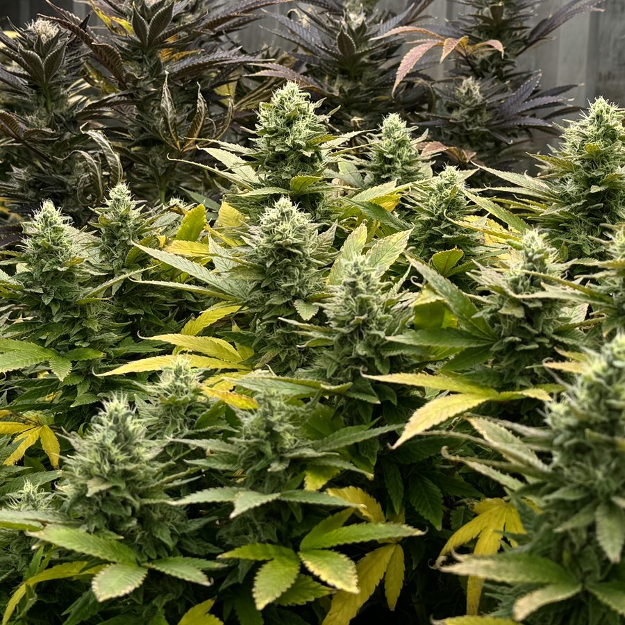 Medical cannabis
